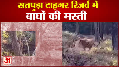 Two cubs were seen playing in Satpura Tiger Reserve the field director made a video of the thrilling sight