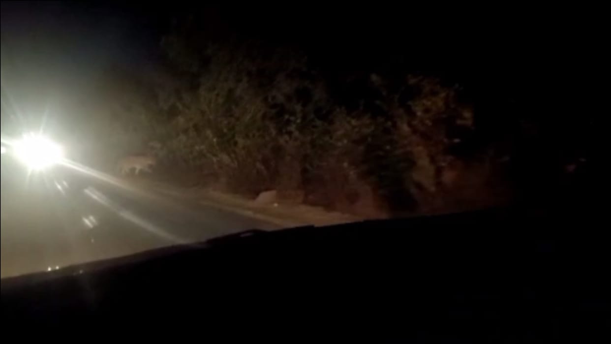 Satna News Tiger crossing road captured in mobile camera in majhgawan forest in satna madhya pradesh