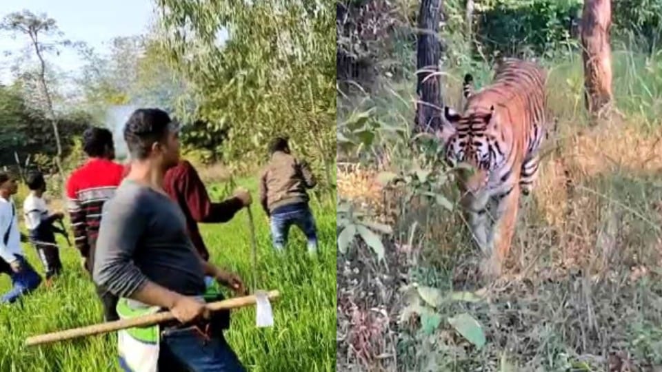 Tiger roaming around village after hunting a man in Pilibhit