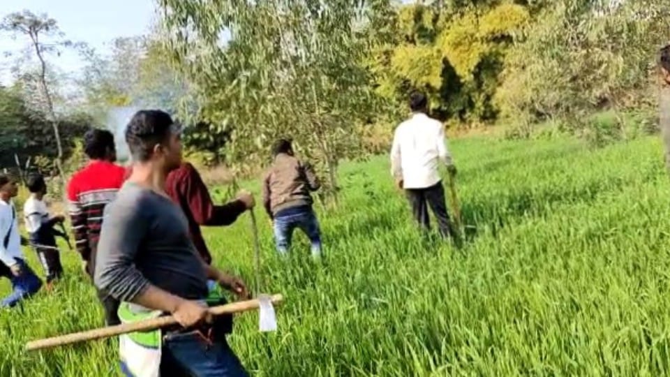 Tiger roaming around village after hunting a man in Pilibhit