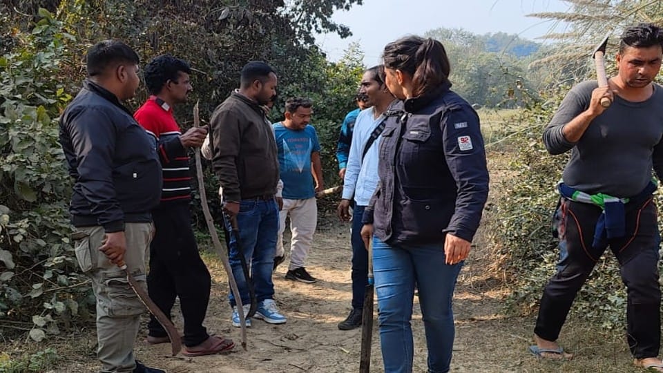Tiger roaming around village after hunting a man in Pilibhit