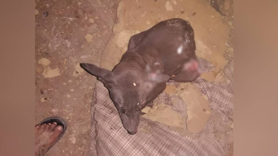 a crazy youth sprinkled petrol and set the dog on fire In Mathura
