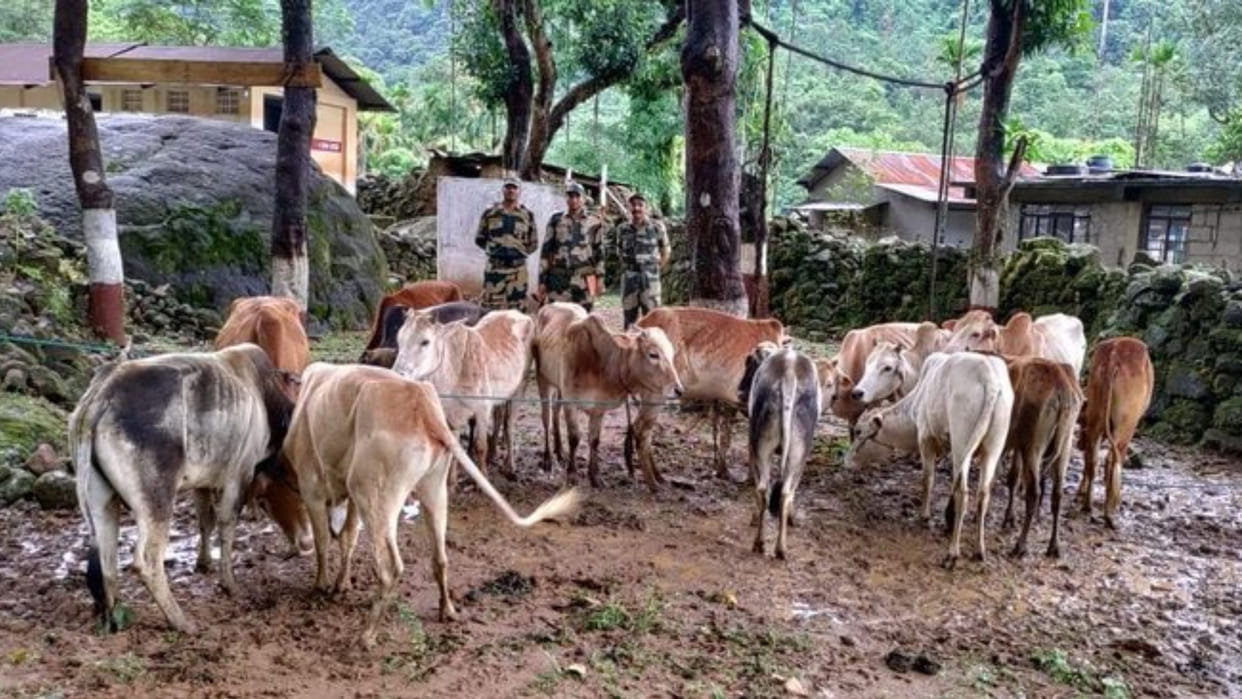 BSF rescued 17 cattle from International Border of West Jaintia Hills smuggling to Bangladesh
