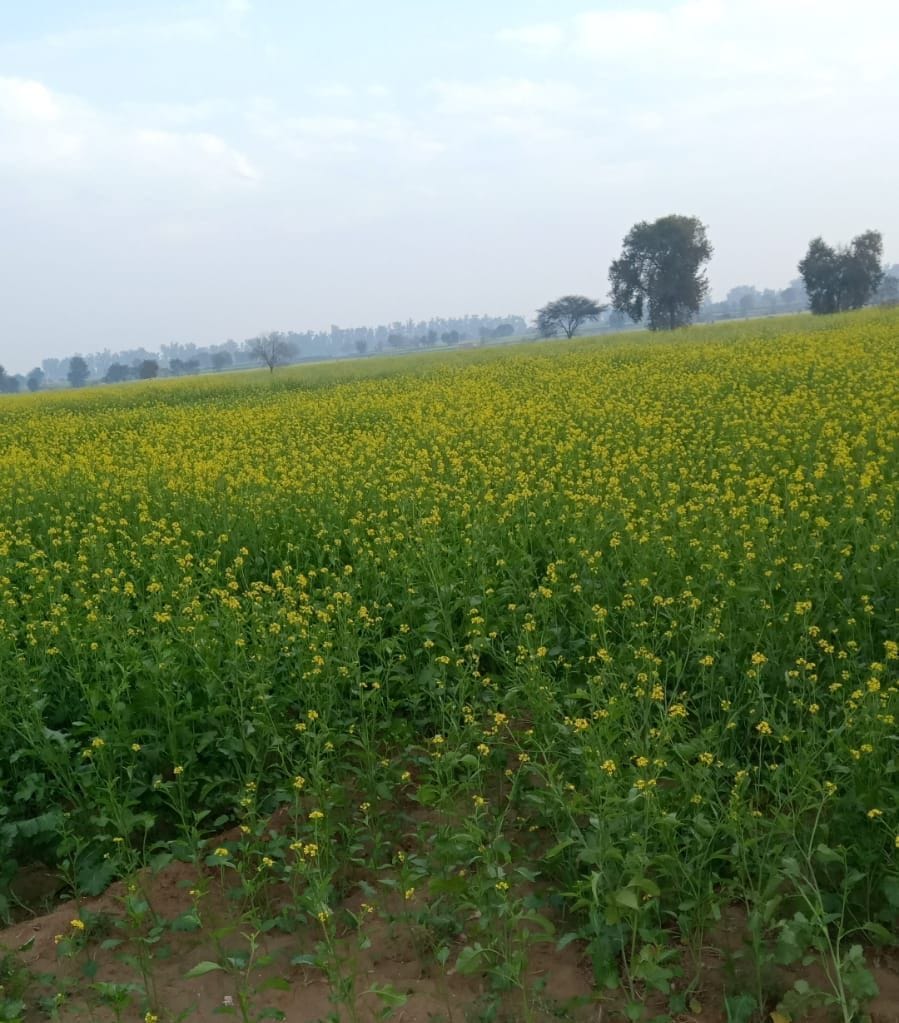 Light rain benefits crops, relief from cold