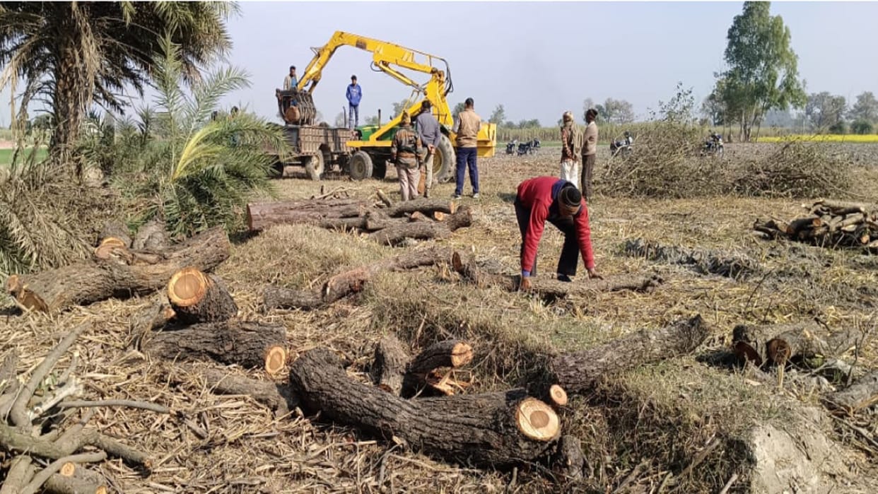 Meerut: Wood mafia has cut rosewood trees in Hastinapur and forest department team started investigation