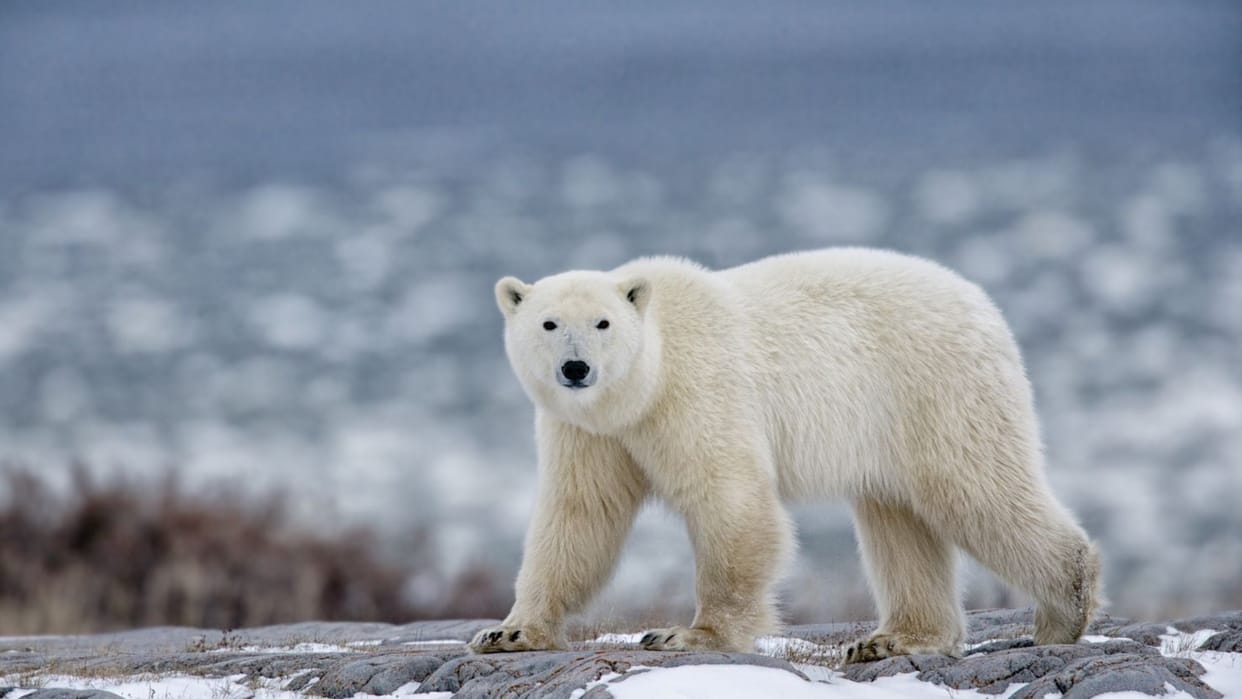 polar bear attack killed mother son in alaska climate change is reason