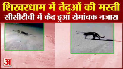 Four leopards seen together near Shikhardham badwani captured in CCTV