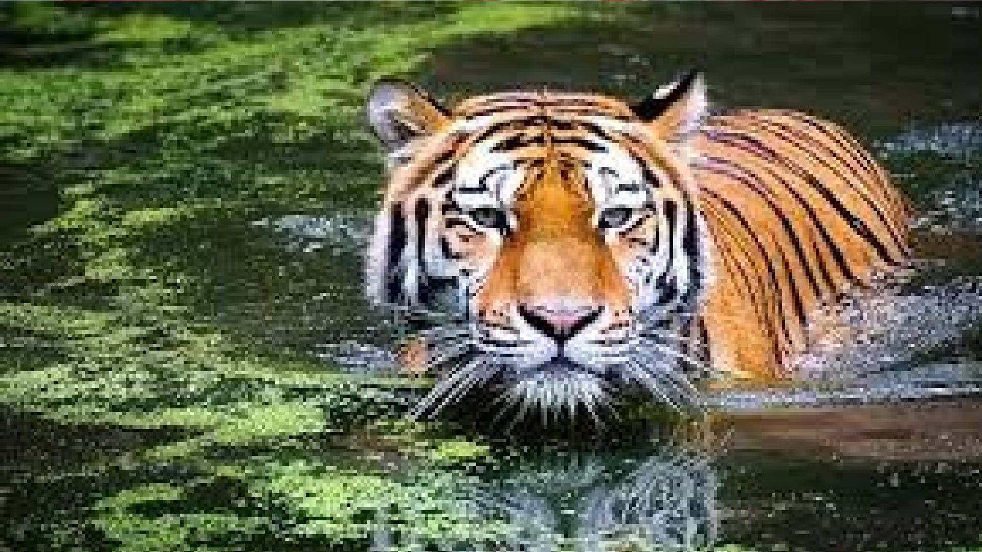 Bandhavgarh Tiger Reserve: Winter wildlife census begins, vultures will also be counted