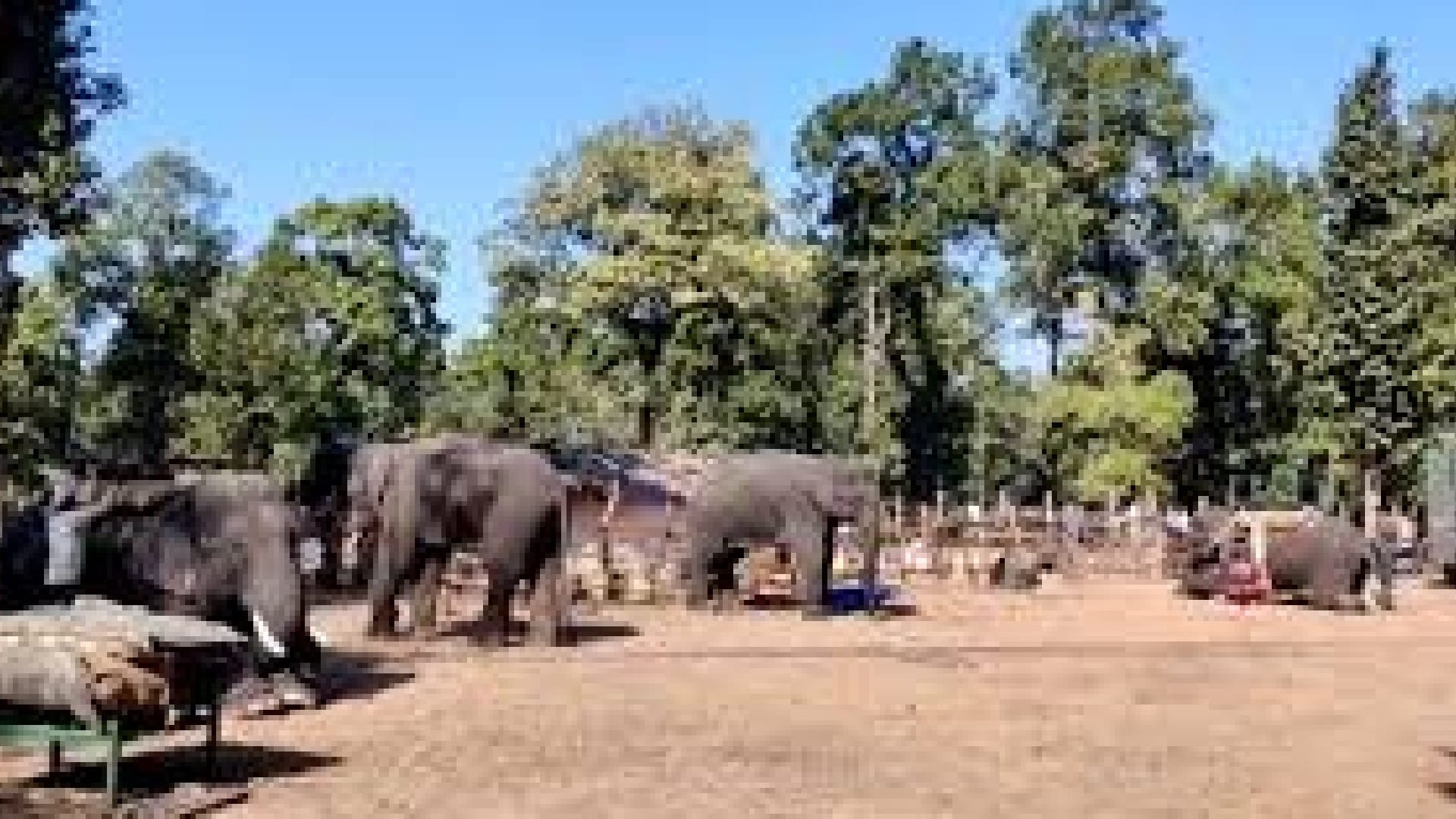 Bandhavgarh Tiger Reserve: Winter wildlife census begins, vultures will also be counted
