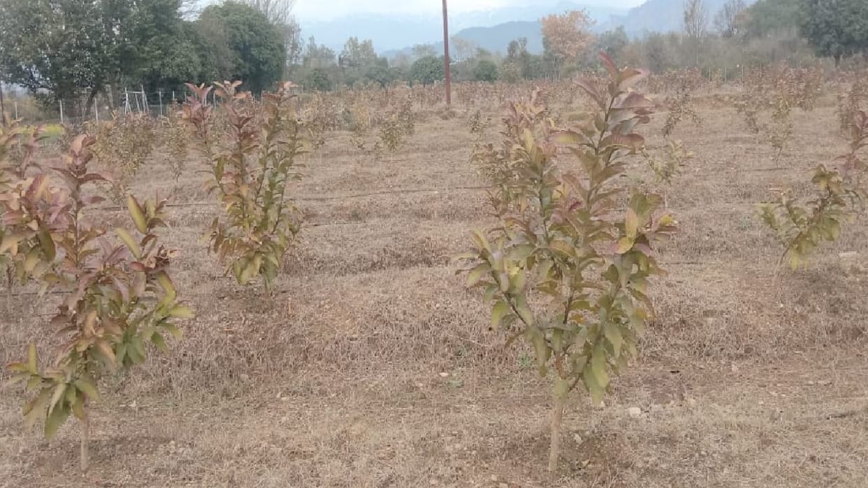 Advanced variety of Allahabadi guava prepared from organic in Noorpur