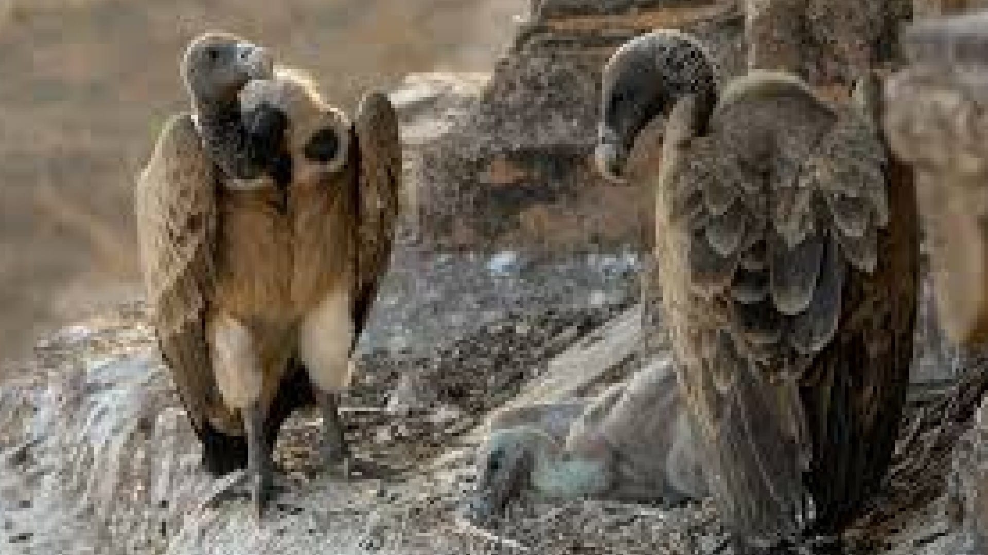 Bandhavgarh Tiger Reserve: Winter wildlife census begins, vultures will also be counted