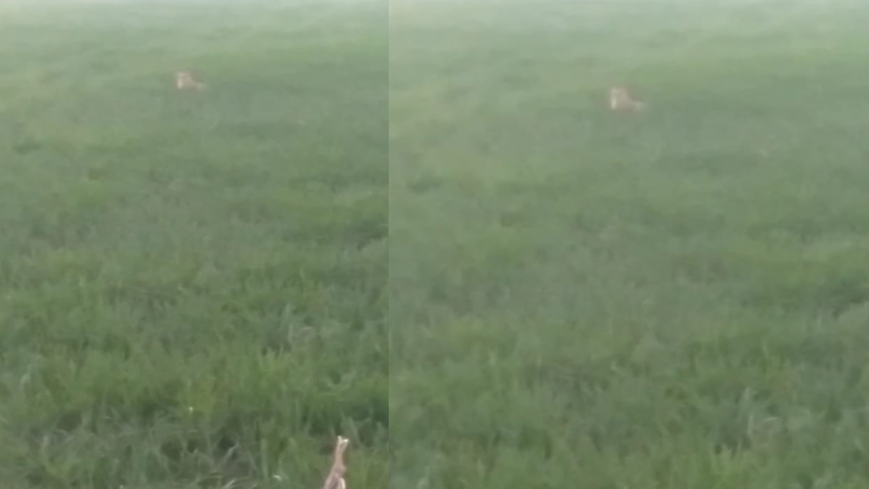 Bulandshahr leopard seen in jungle video goes viral