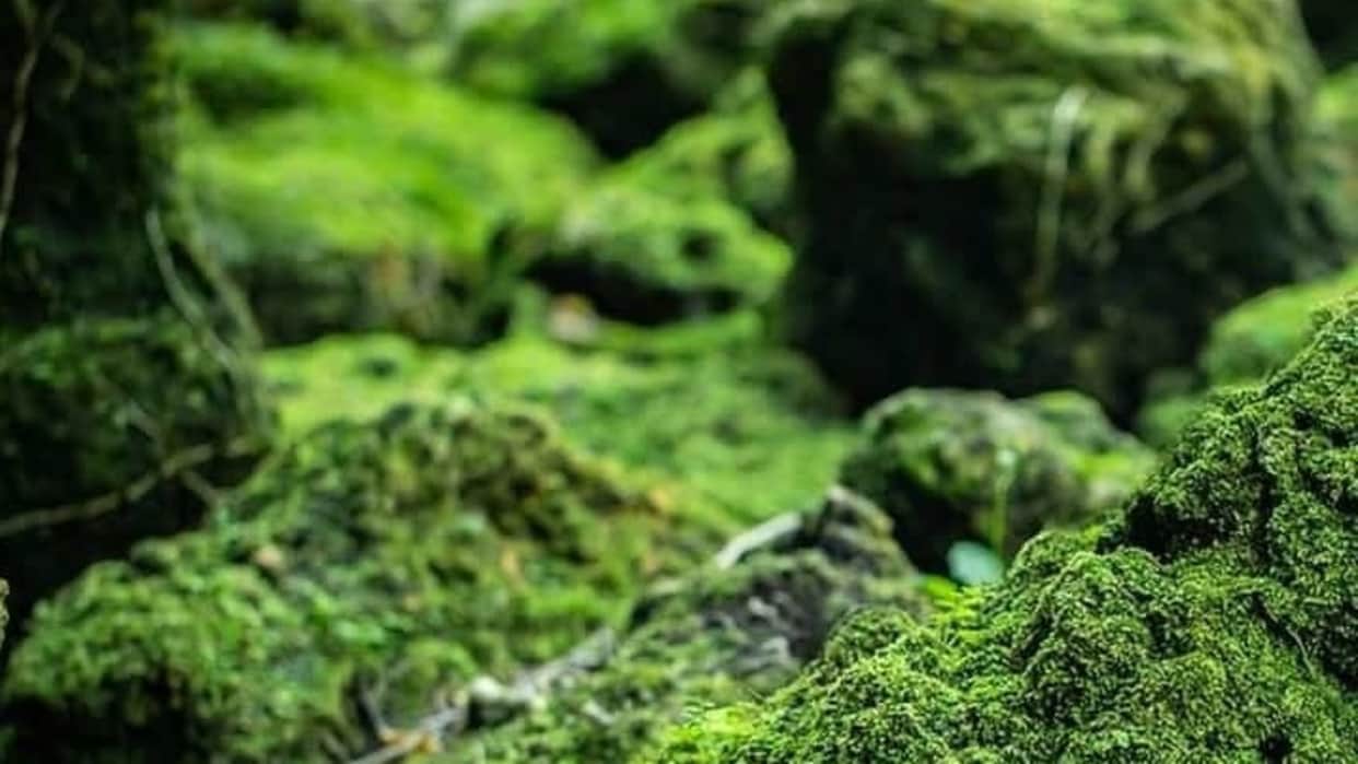 Optical Illusion: can you Spot the hidden bird in the jungle in 7 seconds? Only 5% of people find check your