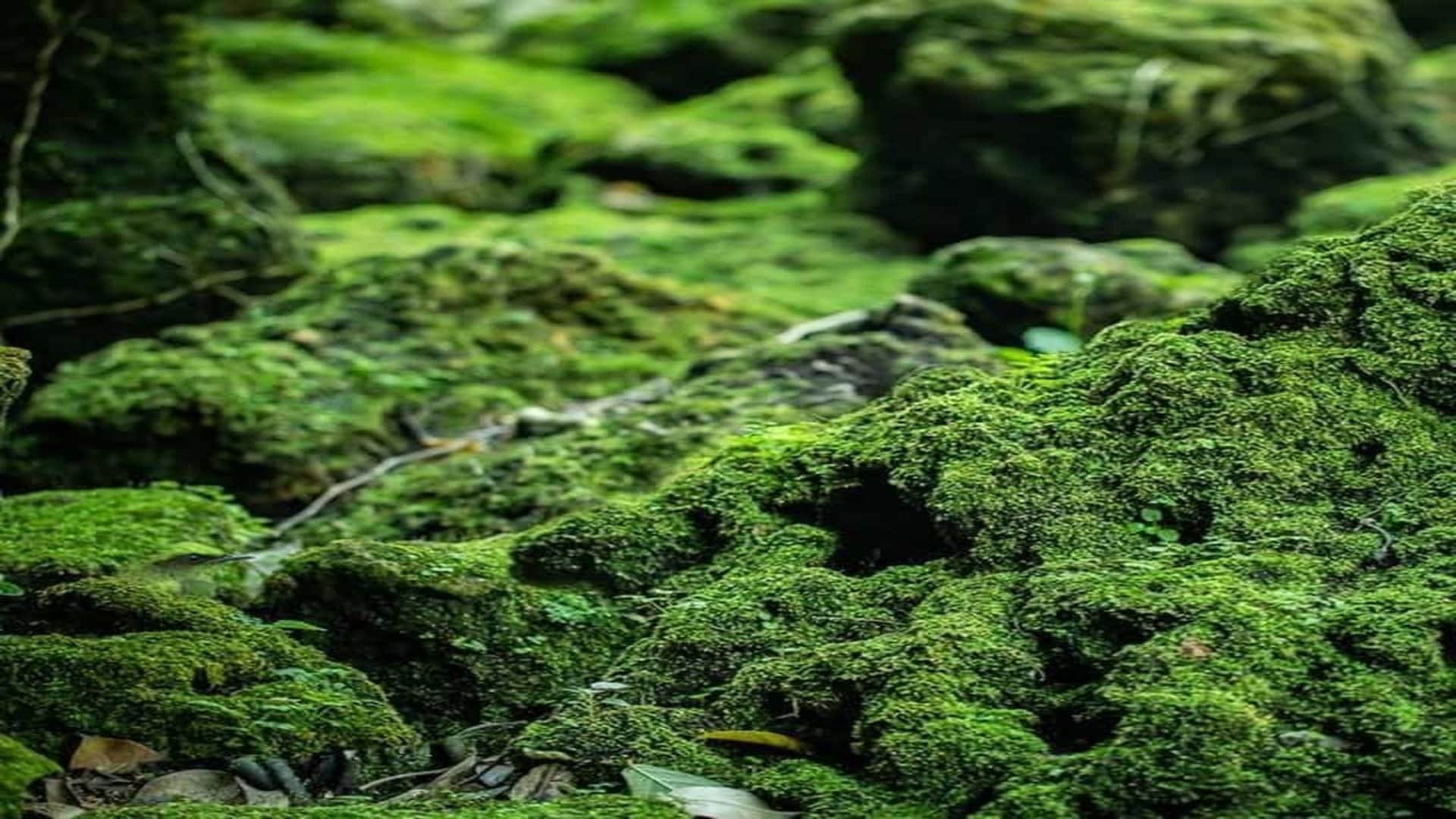 Optical Illusion: can you Spot the hidden bird in the jungle in 7 seconds? Only 5% of people find check your
