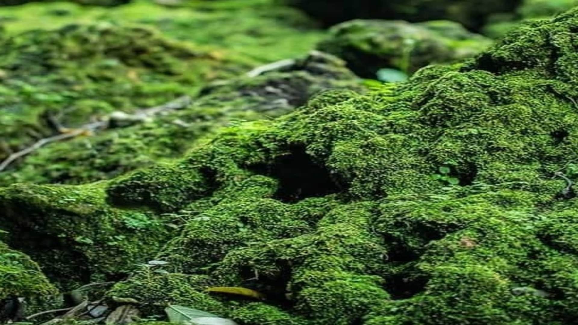 Optical Illusion: can you Spot the hidden bird in the jungle in 7 seconds? Only 5% of people find check your