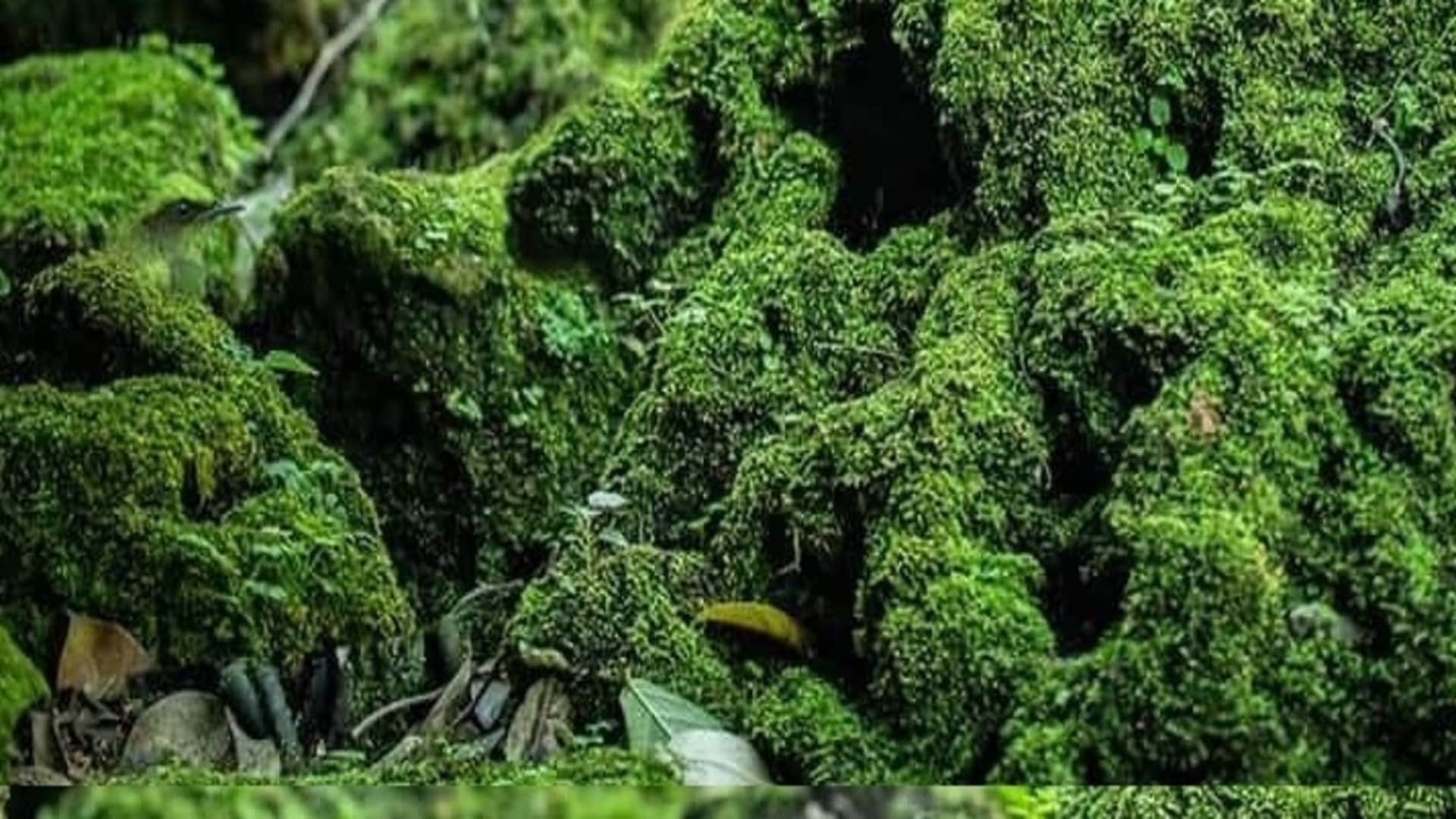 Optical Illusion: can you Spot the hidden bird in the jungle in 7 seconds? Only 5% of people find check your