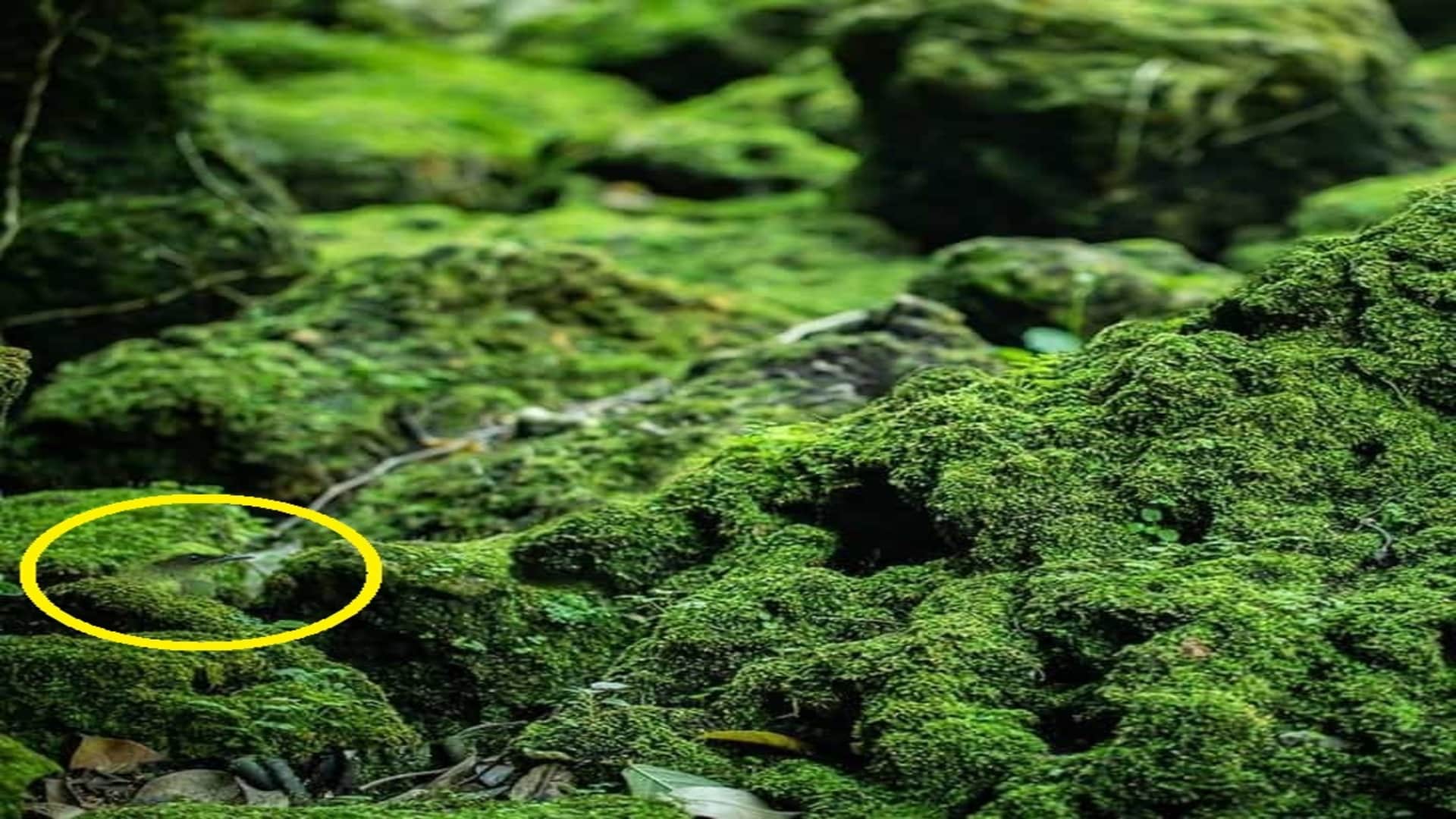 Optical Illusion: can you Spot the hidden bird in the jungle in 7 seconds? Only 5% of people find check your