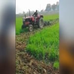 किसान ने गेहूं की फसल पर ट्रैक्टर चलाया।