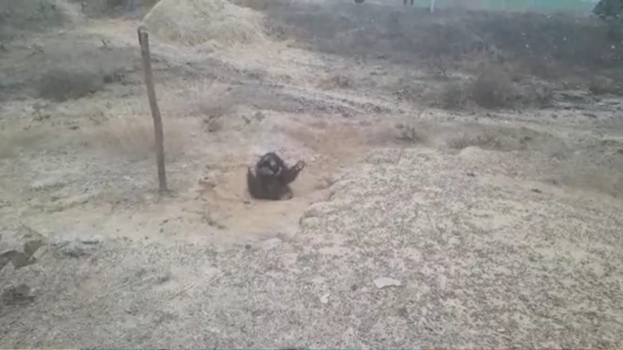 In the greed of eating potatoes the bear entered the village lost its life by getting stuck in wire in shahdol