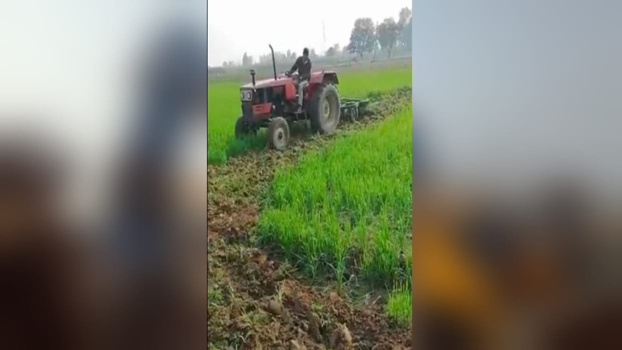Bijnor News: Troubled by the cattle the farmer destroyed the wheat crop by driving a tractor