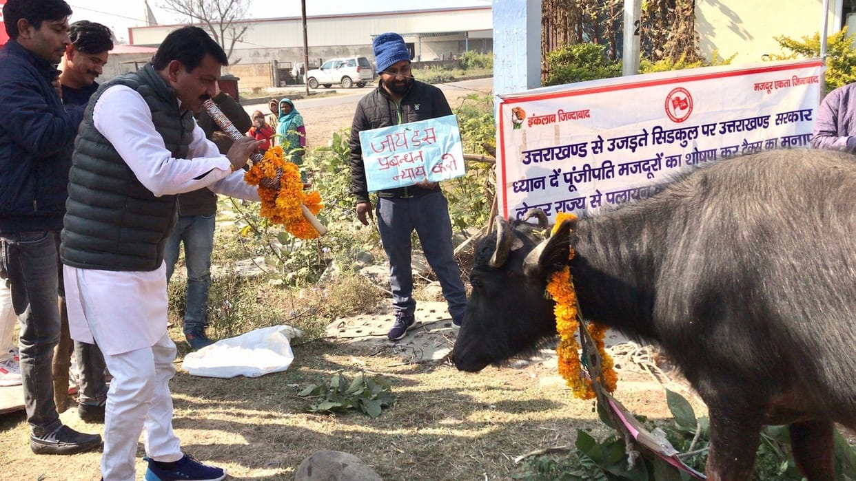 Zydus workers play bean in front of buffalo, demonstration