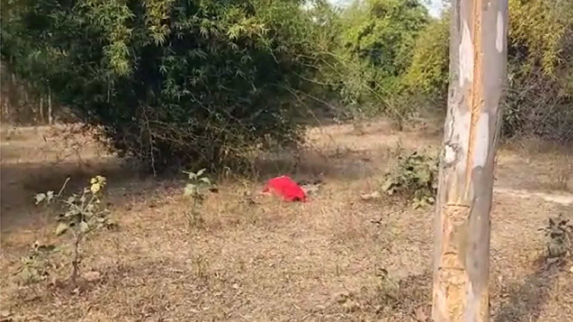 elephant kills young man in chhattisgarh ambikapur city