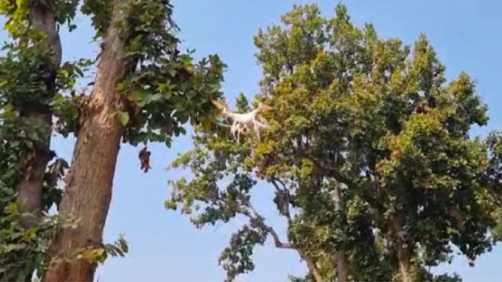elephant kills young man in chhattisgarh ambikapur city