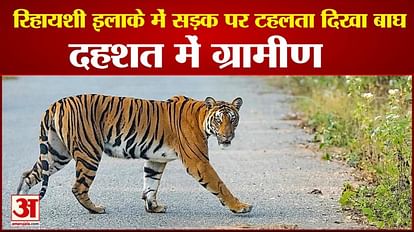 Mp News:शहडोल में रिहायशी इलाके में सड़क पर चहलकदमी करते दिखा बाघ, अलर्ट पर  वन अमला, पेट्रोलिंग जारी - Tiger Was Seen Walking On The Road In The  Residential Area In Shahdol-