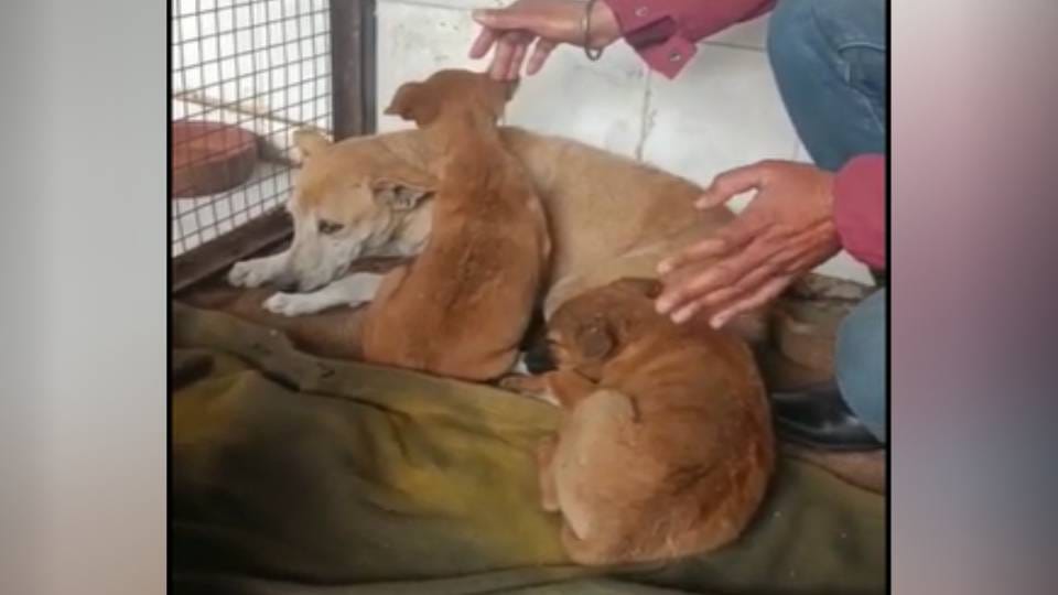 dog made unconscious and thrown in box along with two children and thrown on roadside In Agra