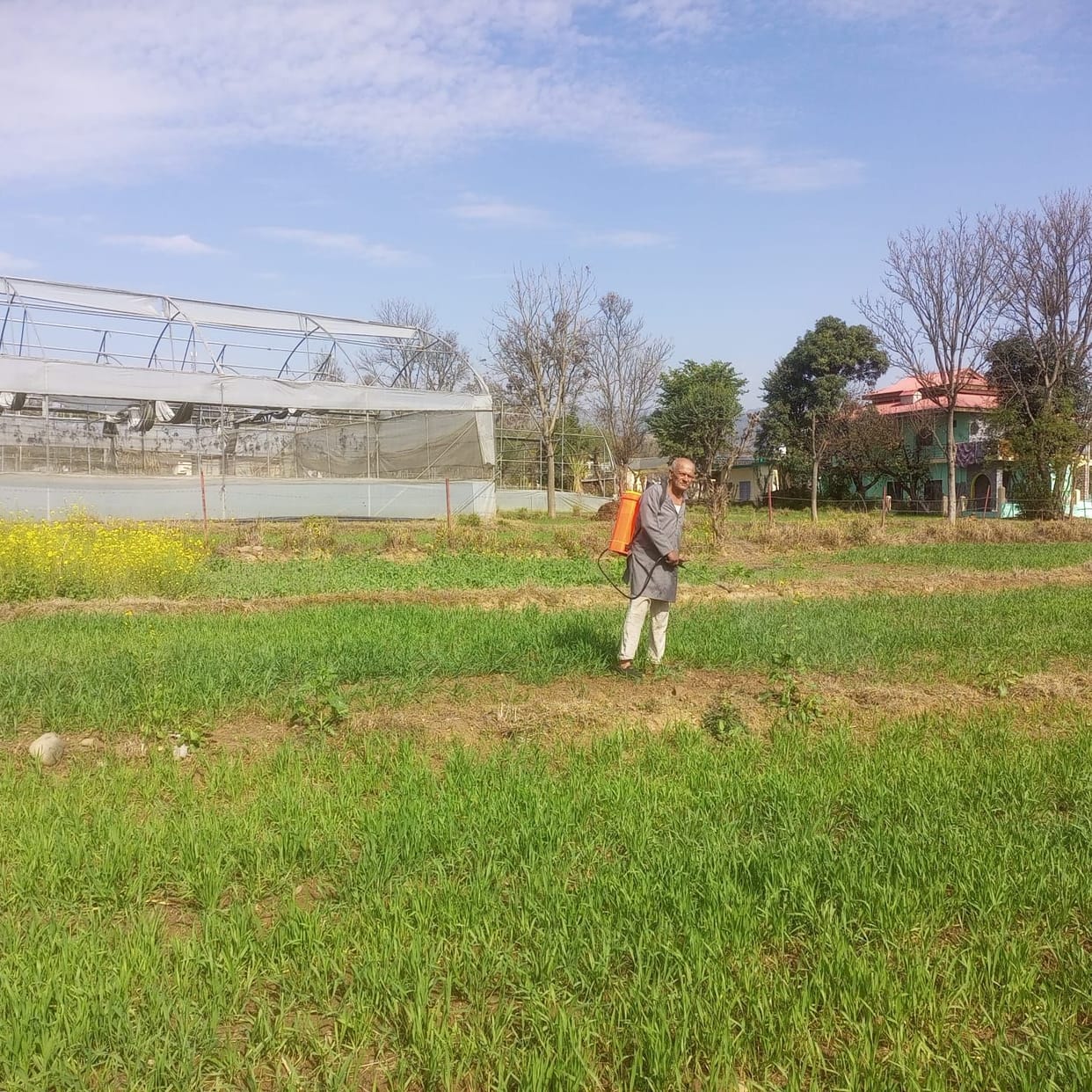 As soon as it rains, there is greenery in the fields, the faces of the farmers blossom