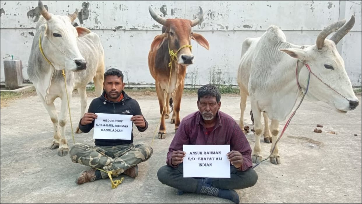 BSF apprehended four men including Bangladeshi National on Indo-Bangladesh border for cattle smuggling