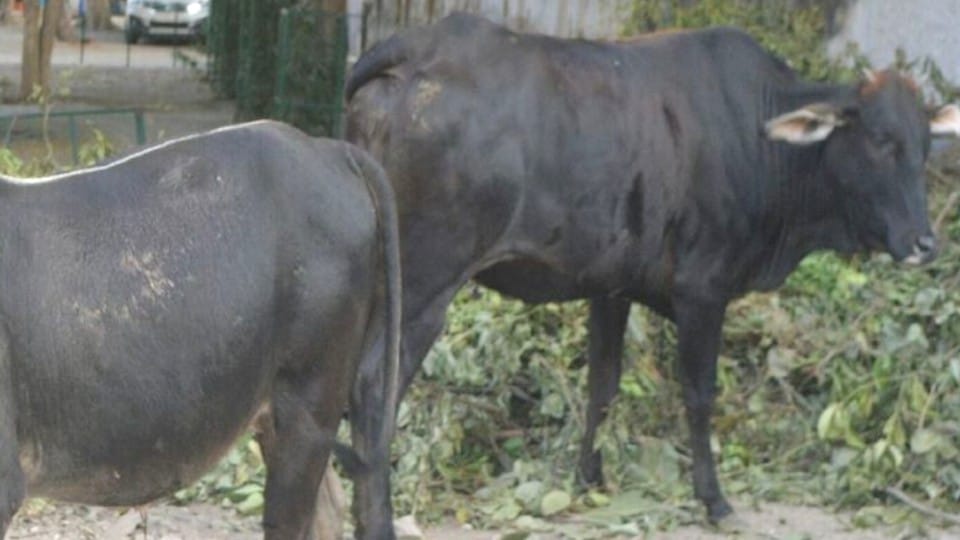 young man misdeed with cow calf in shahjahanpur