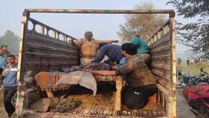Team from Lucknow rescues dolphin fish, caught in net after two hours, released in Ganga