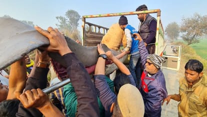 Team from Lucknow rescues dolphin fish, caught in net after two hours, released in Ganga