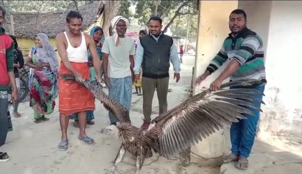 Bird of rare species found in Saidpur Gadaur, crowd of villagers gathered