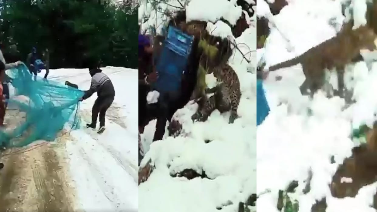 Leopard cub caught roaming on the road in Nankhadi