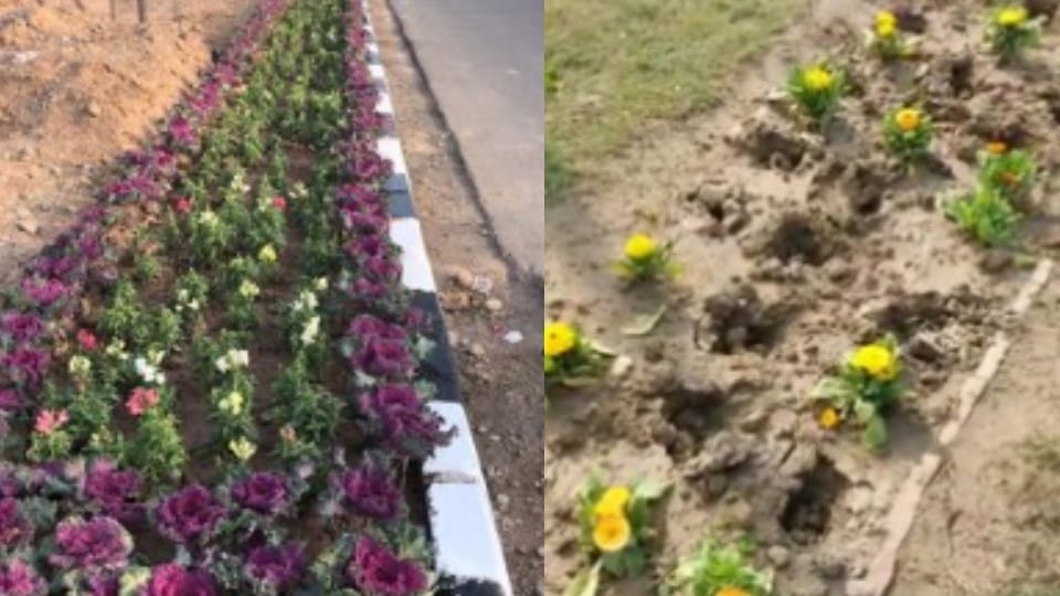 Flower plants planted for Beautification for G-20 and Investors Summit in Mohali stolen
