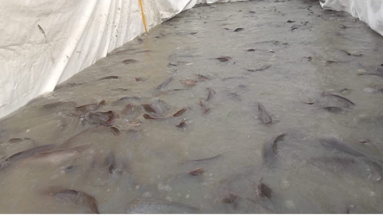 Muzaffarnagar News: 110 quintal Mangura fish caught in the pond, meat cutting machine seized