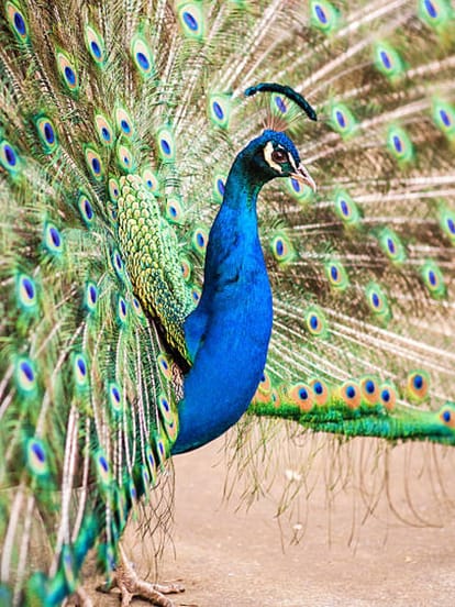 peacock