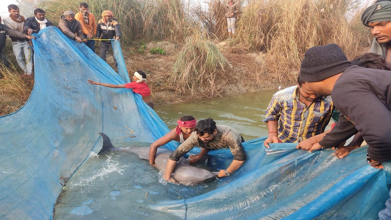 Team from Lucknow rescues dolphin fish, caught in net after two hours, released in Ganga