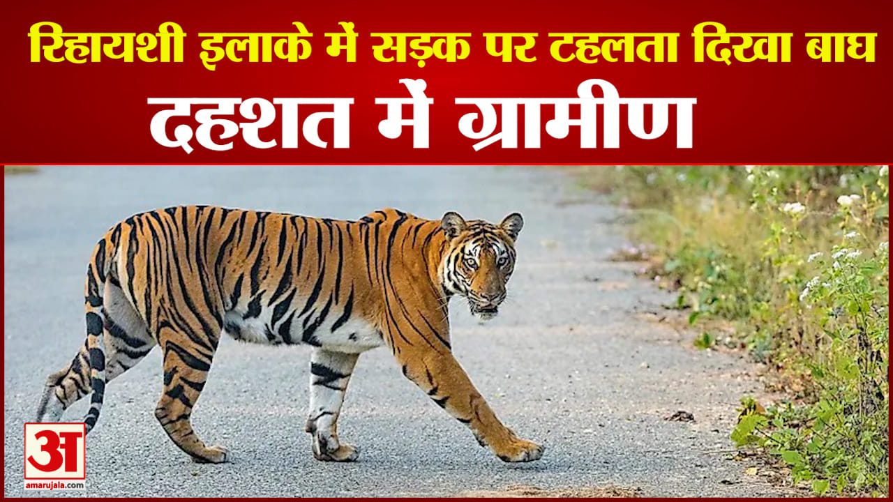 सड़क पर टहलता दिखा बाघ