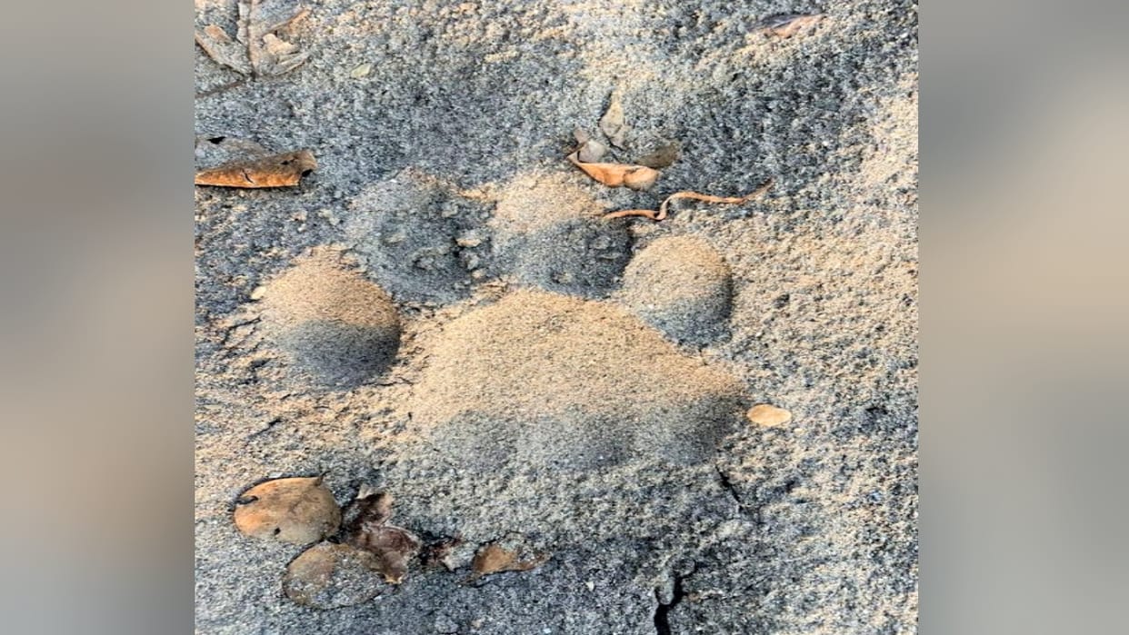 Tiger reached Himachal from Uttarakhand, footprints found in Shamsher Jung National Park Simbalwara