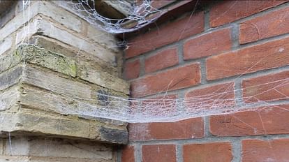 How To Remove Spider Webs From Home Follow These Four Ways to Clean
