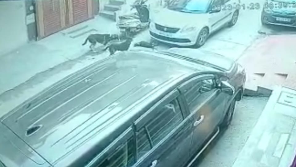 Car rider crushed dog in street near Nanki Bai Gurudwara in Sikka Colony of Sonipat