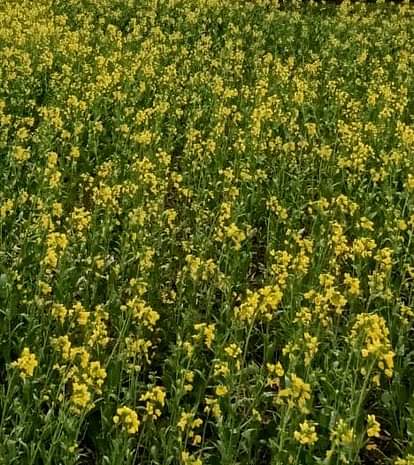 agricultur