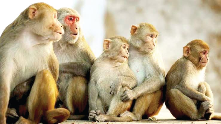 terror of cats, monkeys and dogs in almora