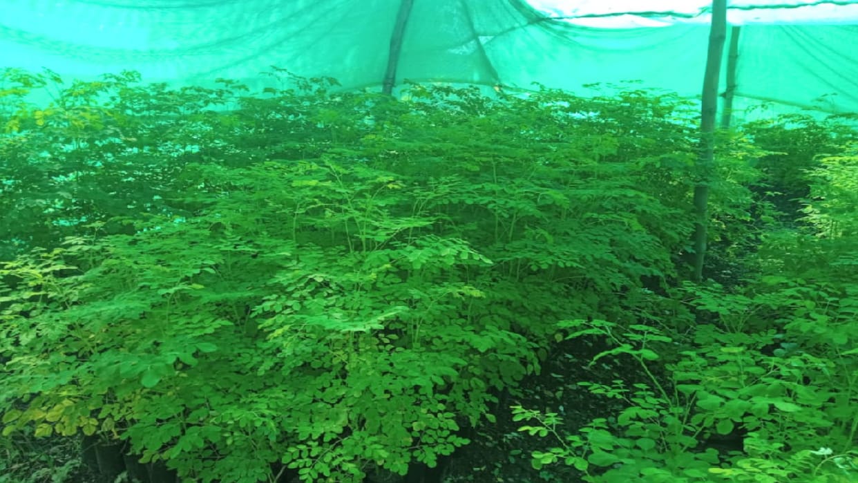 Moringa plant cultivation ready in Hamirpur's Bamsan, will cure blood pressure and diabetes