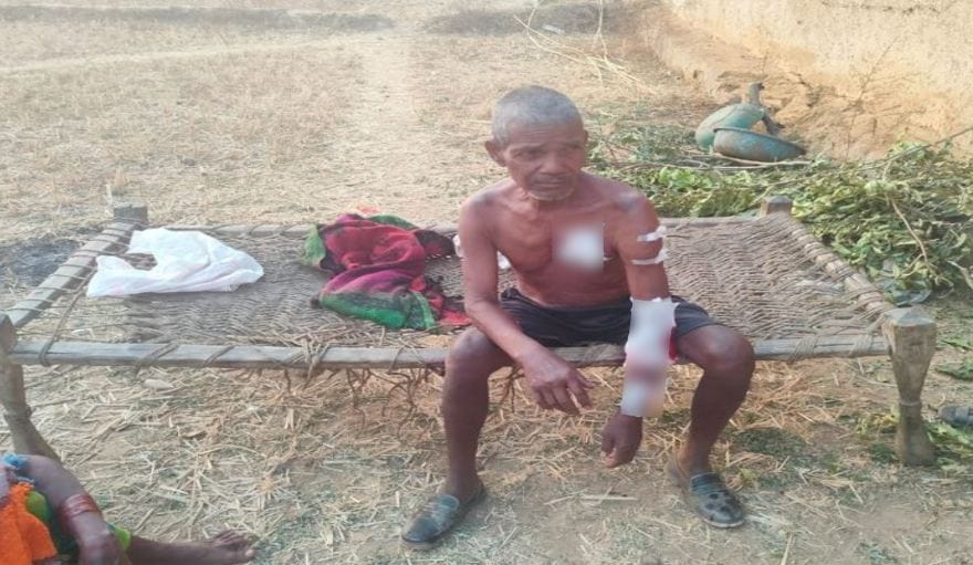 MP News Bear attacked an old man who went to dig medicine in the forest seriously injured