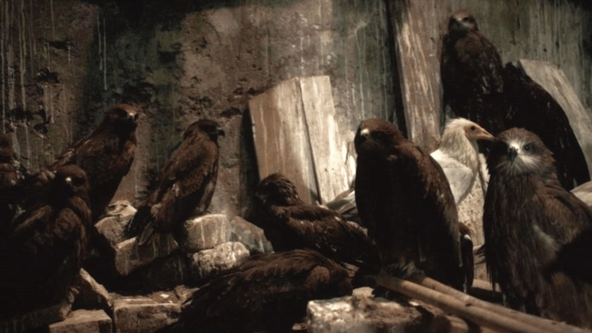 Oscar Nominations 2023 All That Breathes nominated in the documentary feature film category know its story