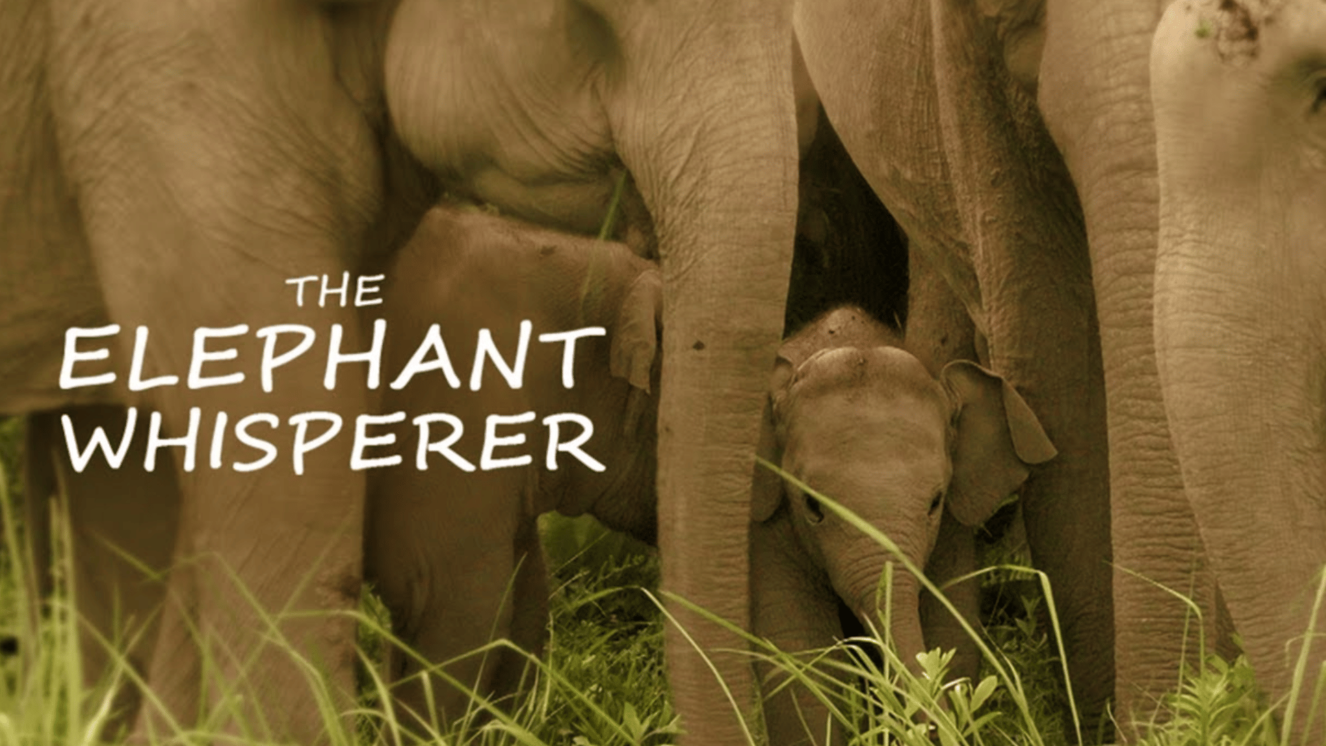 Oscar Nominations 2023 The Elephant Whisperers Nominated in Documentary Short Film Category know its story